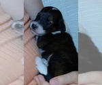 Small #1 Collie-Poodle (Miniature) Mix