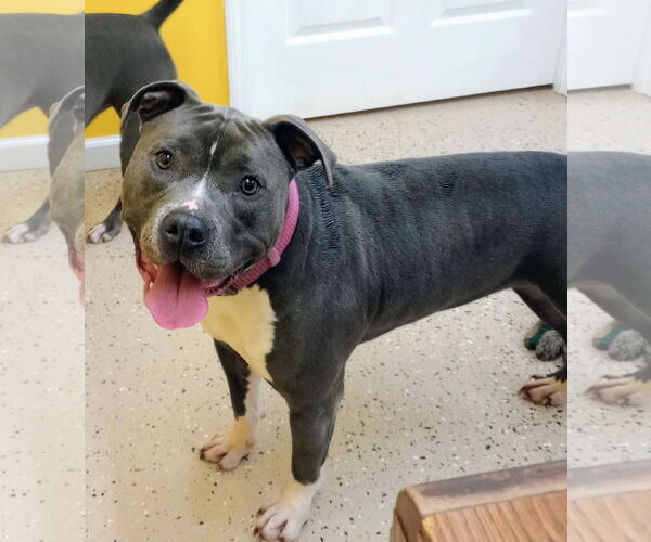Medium Photo #2 American Pit Bull Terrier Puppy For Sale in York, SC, USA
