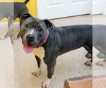 Small #1 American Pit Bull Terrier