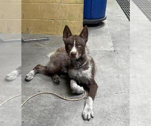 Siberian Husky Dogs for adoption in Stockton, CA, USA