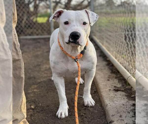 Medium Photo #3 Mutt Puppy For Sale in Modesto, CA, USA