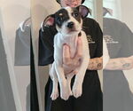 Small #1 Jack-Rat Terrier