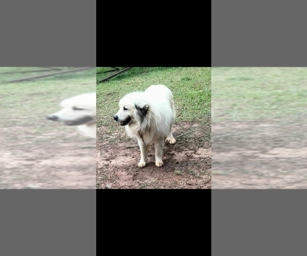 Medium Photo #1 German Shepherd Dog-Great Pyrenees Mix Puppy For Sale in JONESBORO, GA, USA