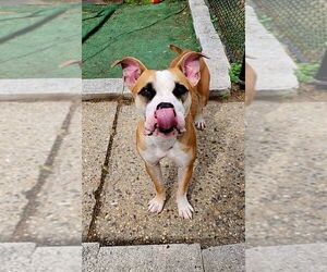 American Bulldog-Unknown Mix Dogs for adoption in Perth Amboy, NJ, USA