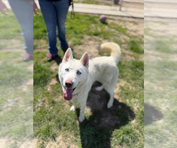 Medium Photo #2 Siberian Husky Puppy For Sale in Pierceton , IN, USA