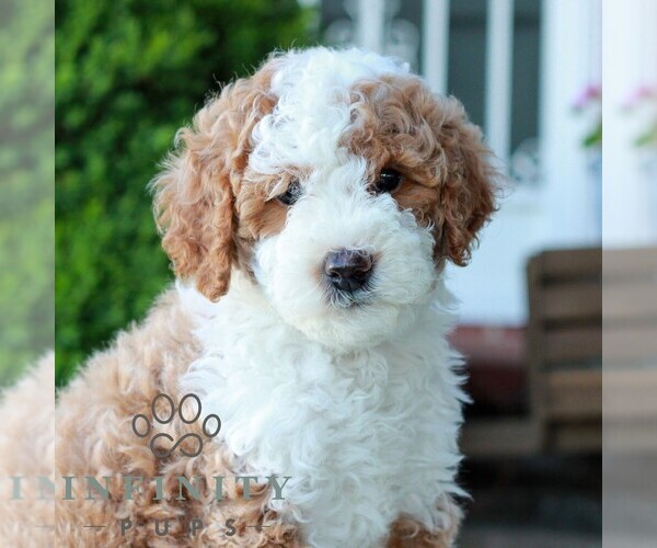 Medium Photo #4 Goldendoodle (Miniature) Puppy For Sale in LITITZ, PA, USA