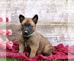 Small #1 Belgian Malinois