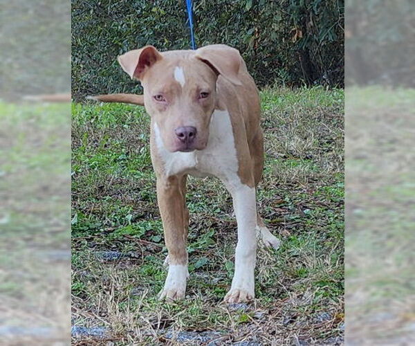 Medium Photo #3 American Pit Bull Terrier-Unknown Mix Puppy For Sale in Wetumpka, AL, USA