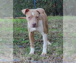 Small #2 American Pit Bull Terrier Mix