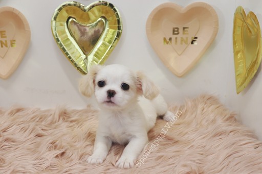 Medium Photo #3 Peke-A-Poo Puppy For Sale in LAS VEGAS, NV, USA
