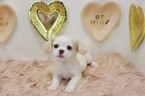 Small Photo #3 Peke-A-Poo Puppy For Sale in LAS VEGAS, NV, USA