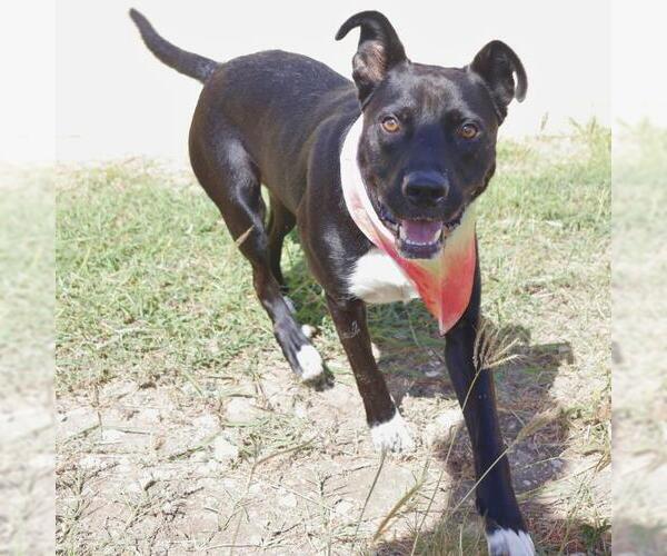 Medium Photo #1 American Staffordshire Terrier-Unknown Mix Puppy For Sale in San Antonio, TX, USA