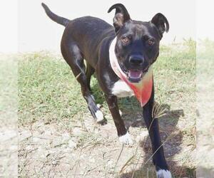 American Staffordshire Terrier-Unknown Mix Dogs for adoption in San Antonio, TX, USA