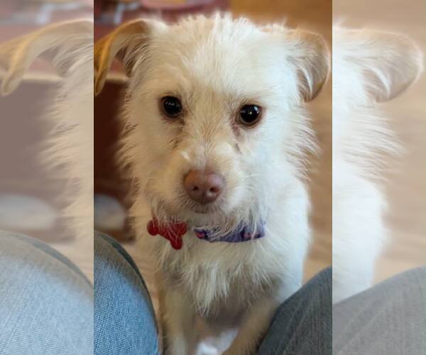 Medium Photo #3 Maltese-Unknown Mix Puppy For Sale in Holly Springs, NC, USA