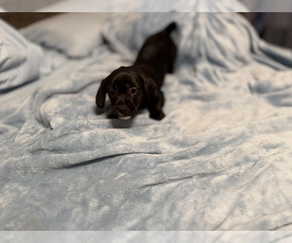 Medium Photo #47 Schweenie Puppy For Sale in DOTHAN, AL, USA