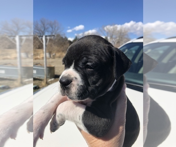 Medium Photo #6 Alapaha Blue Blood Bulldog Puppy For Sale in HARDIN, MT, USA