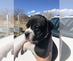 Small Photo #6 Alapaha Blue Blood Bulldog Puppy For Sale in HARDIN, MT, USA