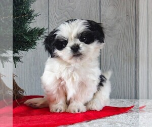 Shih Tzu Puppy for sale in GORDONVILLE, PA, USA