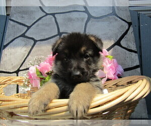 German Shepherd Dog Puppy for sale in NORTHWOOD, OH, USA