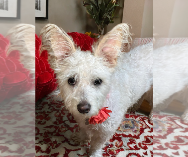 Medium Photo #3 Cairn Terrier-Unknown Mix Puppy For Sale in Phoenix, AZ, USA