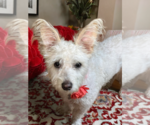 Small #2 Cairn Terrier Mix