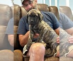 Small #6 Cane Corso