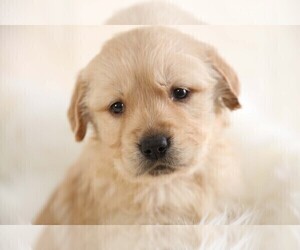 Golden Retriever Puppy for Sale in MEMPHIS, Missouri USA