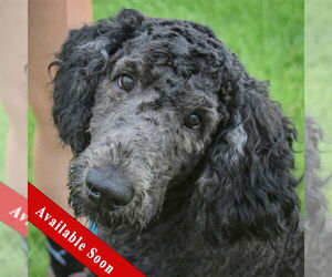 Mutt Dogs for adoption in Huntley, IL, USA