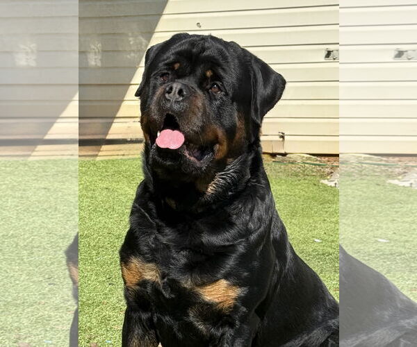 Medium Photo #3 Rottweiler Puppy For Sale in Mooresville, NC, USA