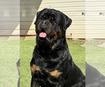 Small #2 Rottweiler