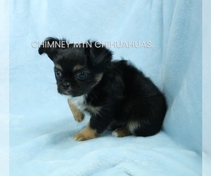 Chihuahua Puppy for sale in MUSKOGEE, OK, USA