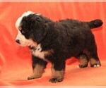 Small Photo #6 Bernese Mountain Dog Puppy For Sale in Hatvan, Heves, Hungary