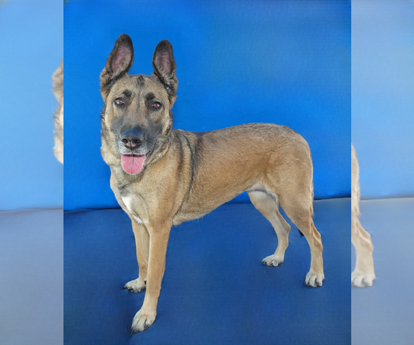 Medium Photo #2 German Shepherd Dog-Unknown Mix Puppy For Sale in Pasadena, CA, USA