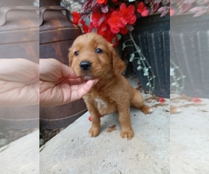 Medium Golden Retriever