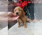 Puppy Babe Golden Retriever