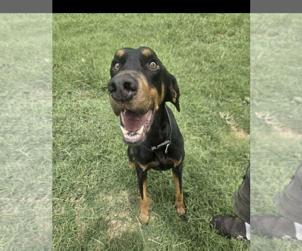 Medium Photo #2 Doberman Pinscher-Unknown Mix Puppy For Sale in Dallas, TX, USA