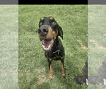 Small #1 Doberman Pinscher Mix
