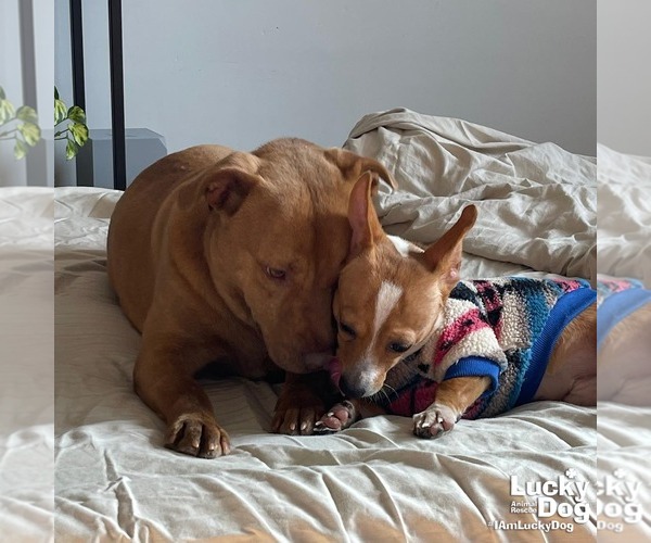 Medium Photo #4 Labrador Retriever-Retriever  Mix Puppy For Sale in Washington, DC, USA