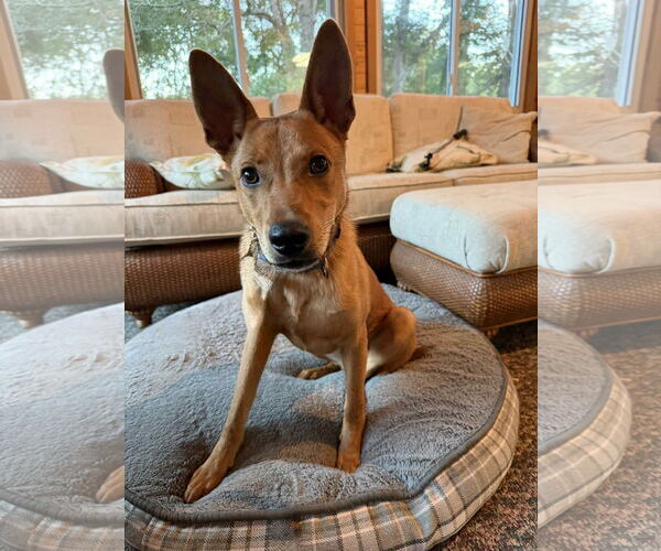 Medium Photo #6 Mutt Puppy For Sale in Greenville, SC, USA