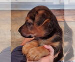 Small #3 Labrador Retriever Mix