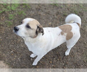 Max - Male Anatolian Shepherd-Labrador Retriever Mix Dog for Adoption - Photo #2
