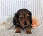 Small #9 Dachshund
