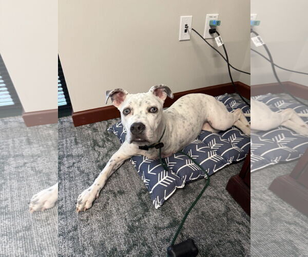 Medium Photo #2 Mutt Puppy For Sale in Greenville, SC, USA