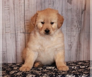 Golden Retriever Puppy for sale in APPLE CREEK, OH, USA