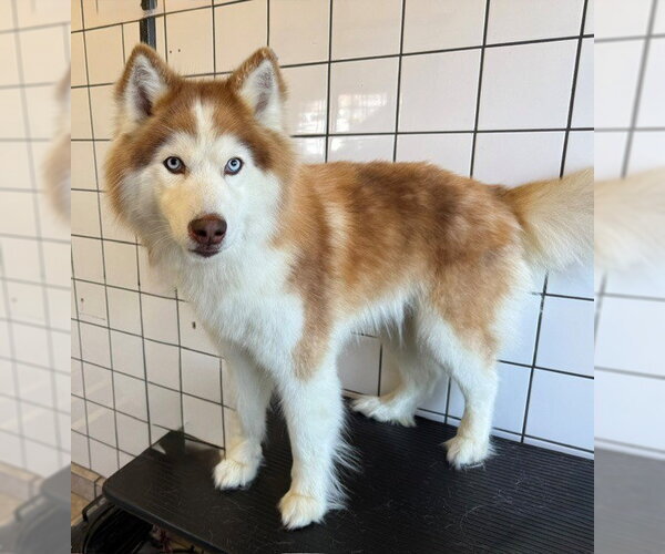 Medium Photo #1 Siberian Husky Puppy For Sale in Downey, CA, USA