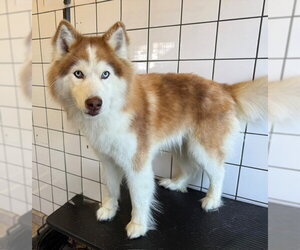 Siberian Husky Dogs for adoption in Downey, CA, USA