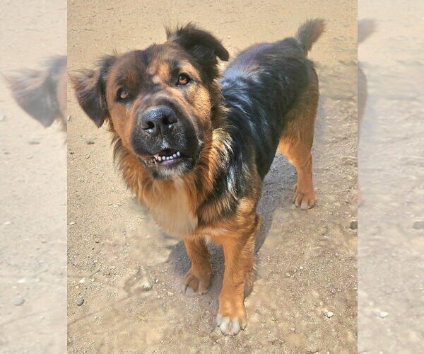 Medium Photo #4 Mutt Puppy For Sale in Lake Forest, CA, USA