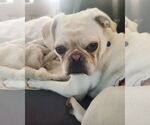 Small #3 Pug Mix