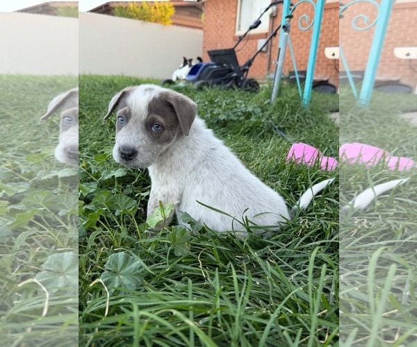 Medium Photo #1 Labrador Retriever-Unknown Mix Puppy For Sale in Sandy, UT, USA