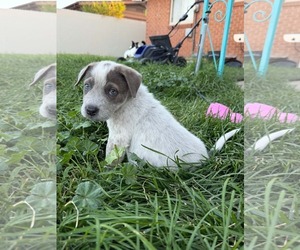 Labrador Retriever-Unknown Mix Dogs for adoption in Sandy, UT, USA
